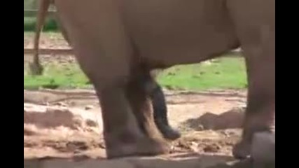 Penis Tricks 