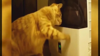 Компилация смешни котки на 2015