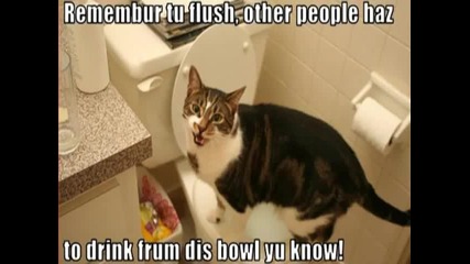 Very Funny Cats 76 