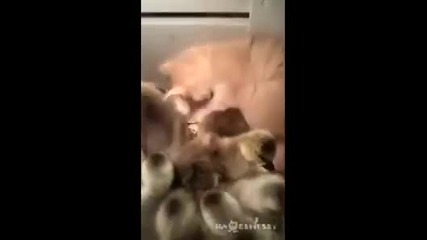 малки патенца нападат котенце и то се бие с тях!