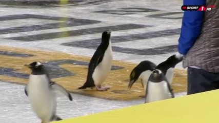 Истински пингвини щъкат по хокейната пързалка