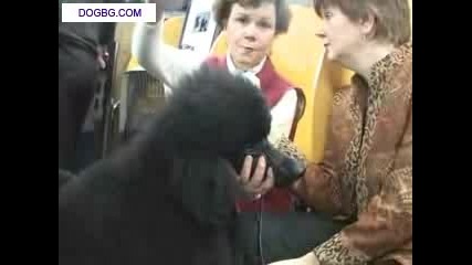 Westminster Kennel Club Dog Show 2007