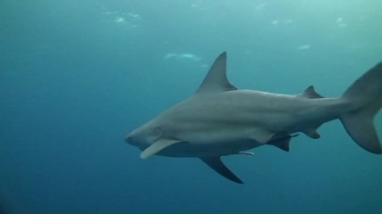 Bbc - sharks 