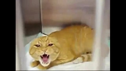 Това да не ти е в къщата - много ядосана котка ( Смях )