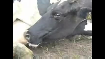 Крава Пие Мляко От Вимето Си