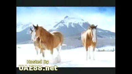 Horses Snow Fight