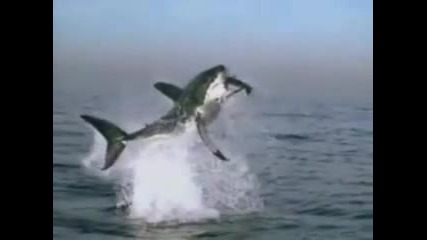 Amazing Shark Attack! 