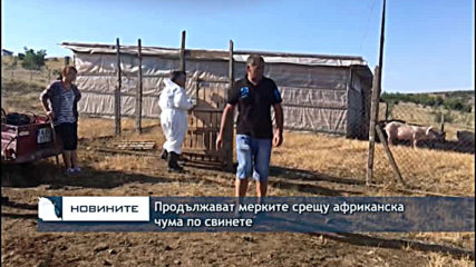 Над 20 домашни прасета бяха евтаназирани в свищовското село Ореш
