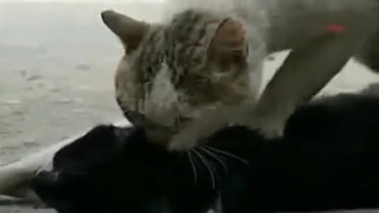 Котка Се Опитва Да Съживи Мъртвия Си Приател - Ударен От Кола