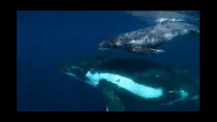 Царството на синия кит - Kingdom of the blue whale