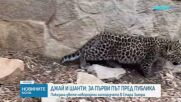 Леопардчета близнаци са най-новите обитатели на Зоопарк Стара Загора