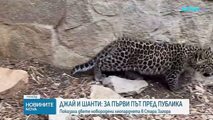 Леопардчета близнаци са най-новите обитатели на Зоопарк Стара Загора