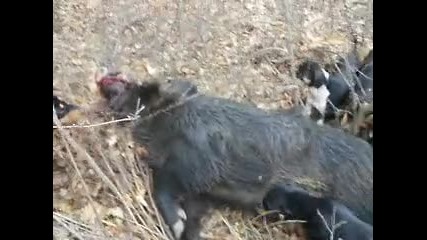 диво прасе с.чинтулово