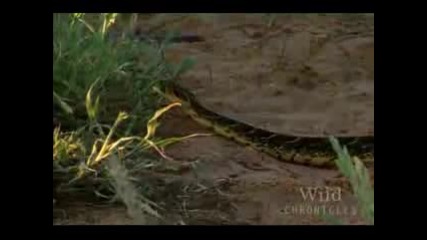 National Geographic - Wild Chronicles Meerkat Hunting