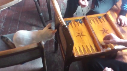котка играе табла