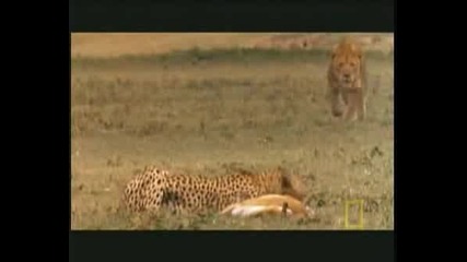 The Ligers & Tigons