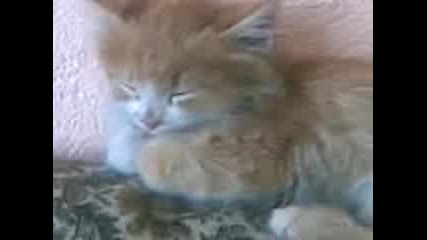 smolian