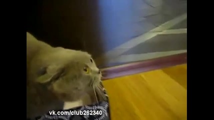 Котка която може да говори