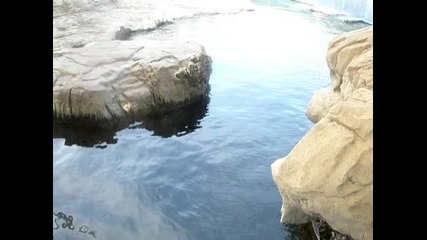 delfini