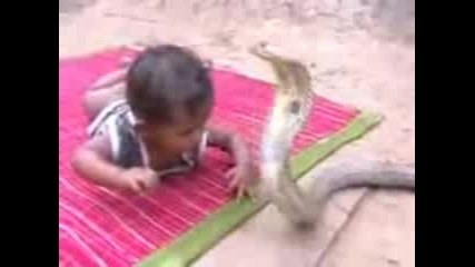 Indian King Cobra And Bady