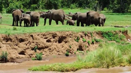 Възрастни слонове помагат на малко слонче да премине през река
