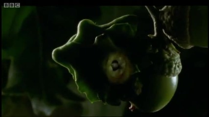 Life of Insects - Attenborough Life in the Undergrowth - Bbc 