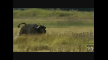 Buffalo vs Lions, buffalo dominates lions.