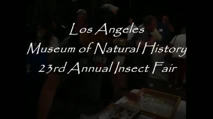 Amazing Colorful Beetles 720p Hd Lanhm Insect Fair 2009 