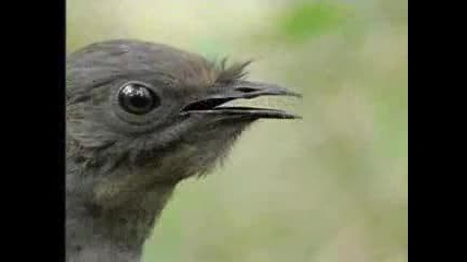 Mimic Bird