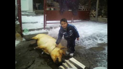 Cvetan