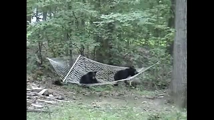 Мечета си играят с хамак