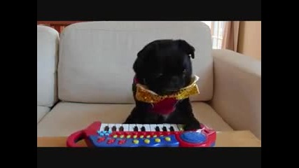 Куче дрънка на пиано