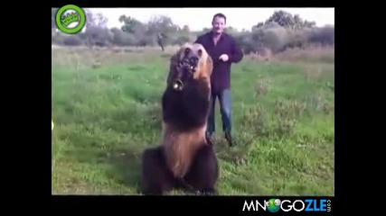 Руснак и много добре дресирана мечка