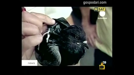 Гълъби с GSM-и