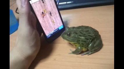 Жаба играе на телефон