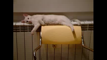 Котка Лежи На Радиатора