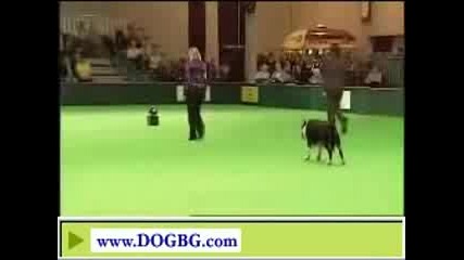 Obedience - Crufts 2007 - 1