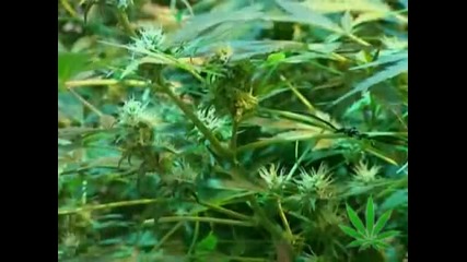 Историята на Марихуаната/ History of Weed Part 4 of 4