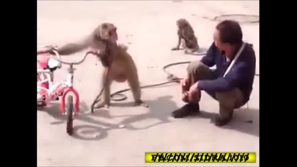 Никога не се опитвай да накараш маймуна да спре цигарите