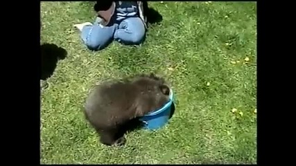 Сладко мече си играе със водата 