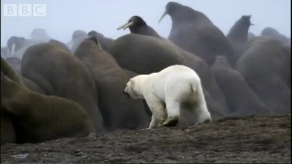 Полярна мечка напада колония от моржове - Bbc planet Earth 