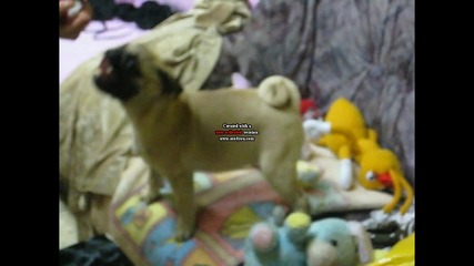 mops
