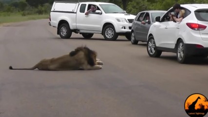 Лъв показва кой е царят на животните!