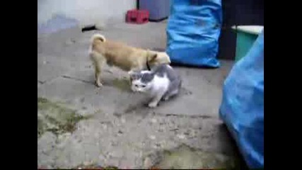 куче се гаври яко с котка