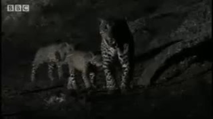 Cute wild cat cubs play at night - Jaguar - Bbc Animals 