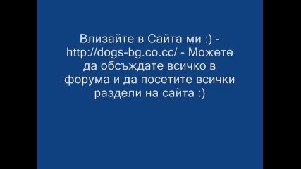 Сайта Ми - За Кучета