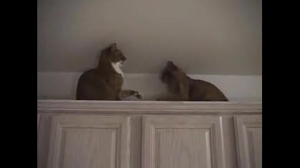 Cat Fight 