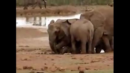 Female Elephants Rescue A Drowning Baby 