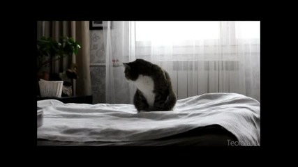 Kотка, която владее карате.