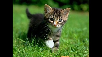 Edna detska pesnichka